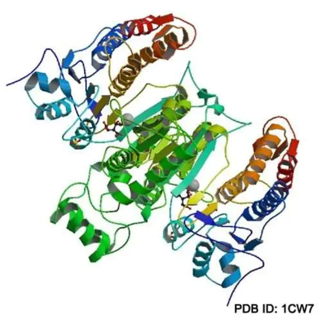 IsoCitric Dehydrogenase : 异柠檬脱氢酶