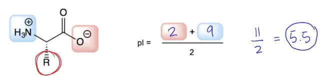 Isoelectric Point : 等电点