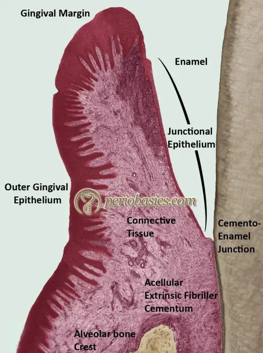 Junctional Epithelium : 连接上皮