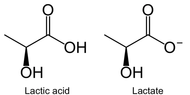 lactate : 乳酸盐