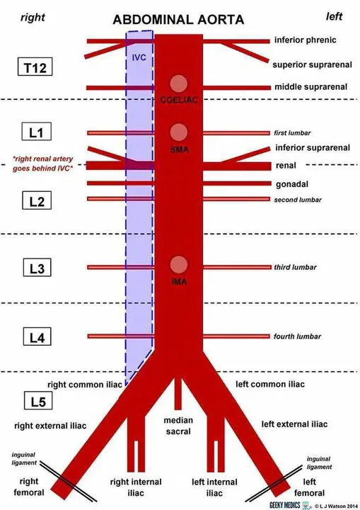 Left Gastric Artery : 左胃动脉