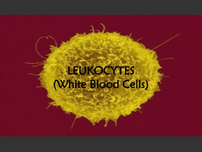 Leukocyte Adhesion : 白细胞粘附