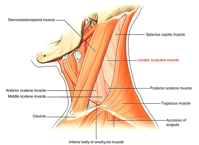 Levator Palpebrae Superioris : 上眼睑提拉器