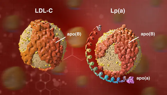 lipoprotein A : 脂蛋白A