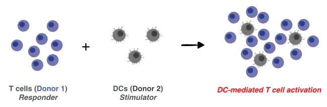 Lymphocyte-Mediated Cytotoxicity : 淋巴细胞介导的细胞毒性