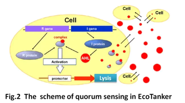 lysis inhibition : 溶解抑制