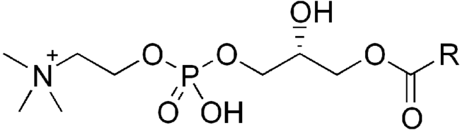 lysophosphatidylcholine : 溶血磷脂酰胆碱