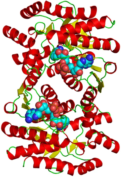 Malate Dehydrogenase : 苹果酸脱氢酶