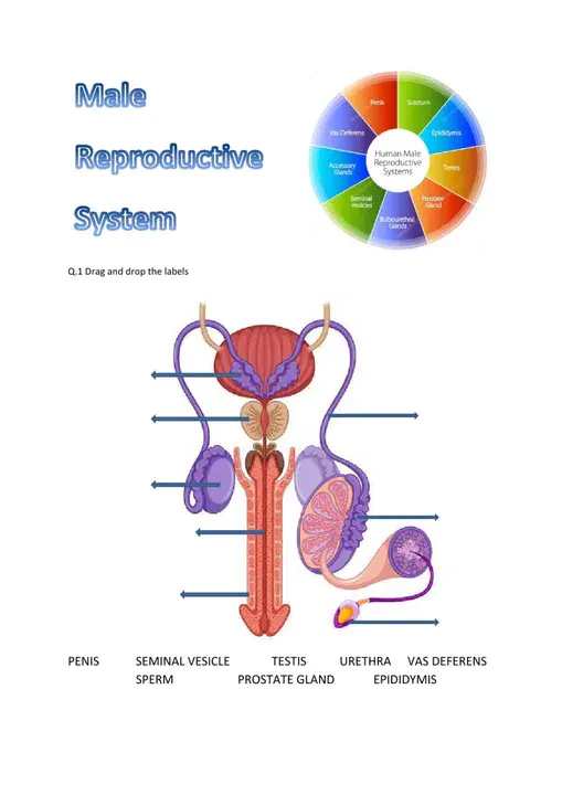 Male Pseudohermaphroditism : 男性假两性畸形