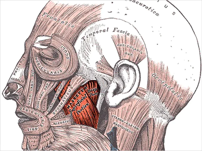 Masseter Muscle Rigidity : 咬肌硬度