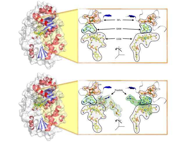 Maturation-Activated Protein : 成熟激活蛋白