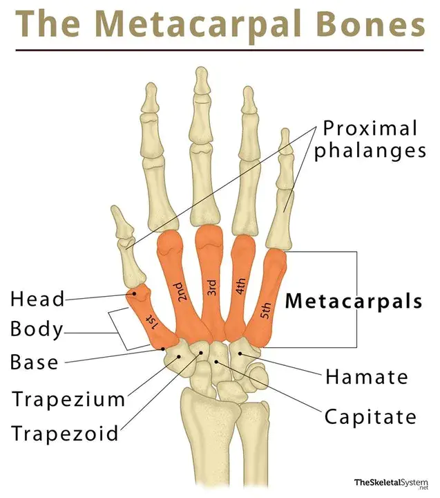 metacarpal : 掌骨的