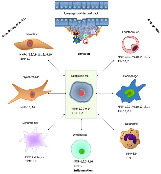 metalloproteinase : 金属蛋白酶