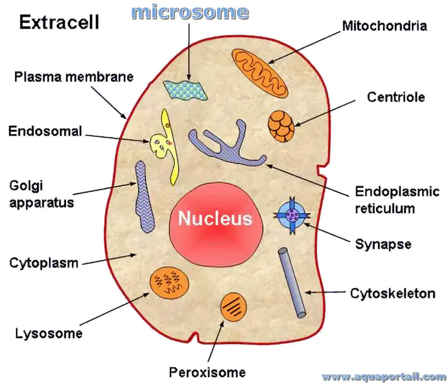 microsomal : 微粒体