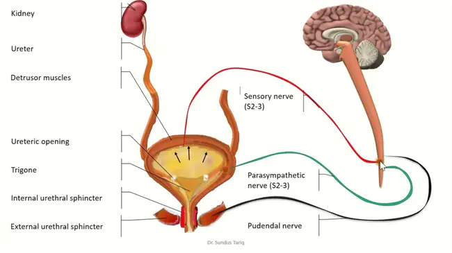 Micturition Pressure : 排尿压力