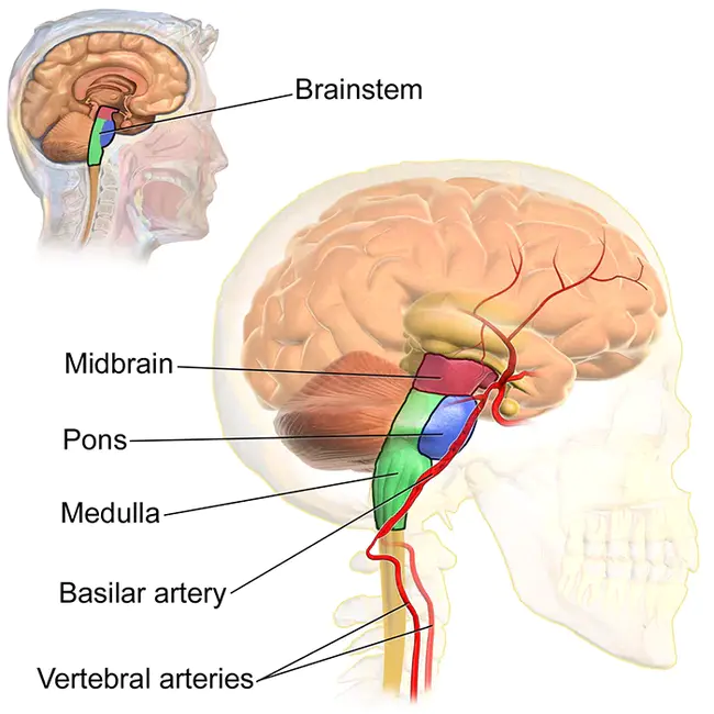 midbrain : 中脑