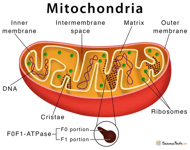 mitochondria : 线粒体