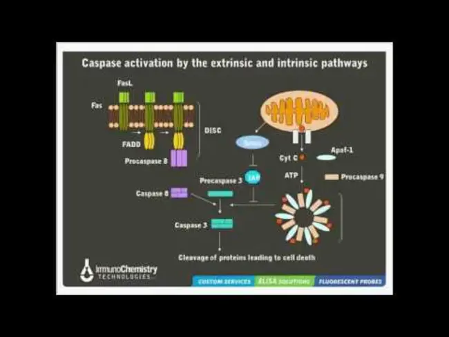 Mitochondrial Outer Membrane : 线粒体外膜