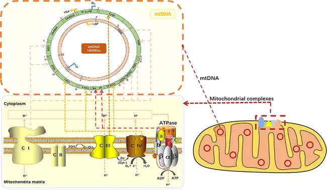 Mitochondrial Respiratory Chain : 线粒体呼吸链