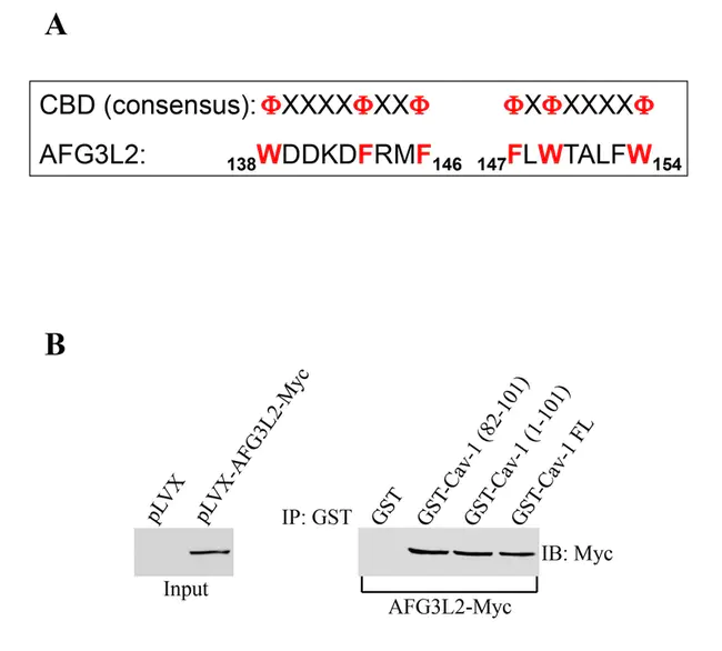 Mitogen-Activated Protein : 丝裂原活化蛋白