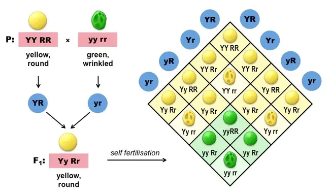 Molecular Hybridisation : 分子杂交