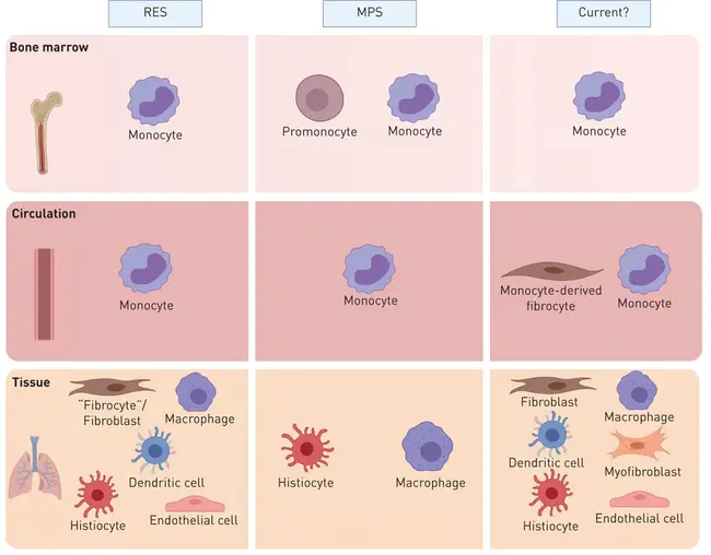 Mononuclear Phagocytic System : 单核吞噬系统