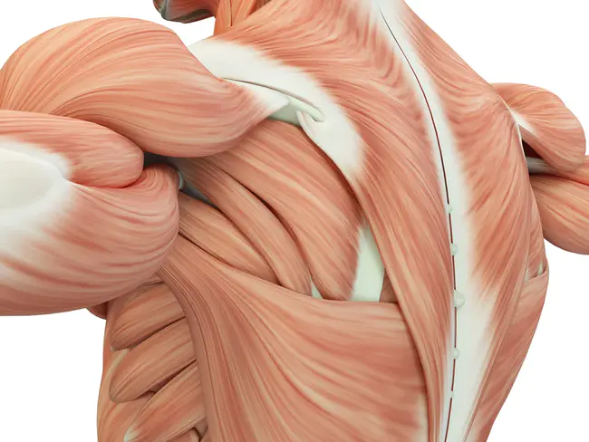 Muscle Glycogen Synthase : 肌糖原合成酶