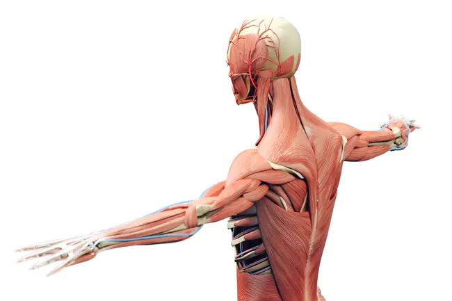 musculoskeletal : 肌肉骨骼