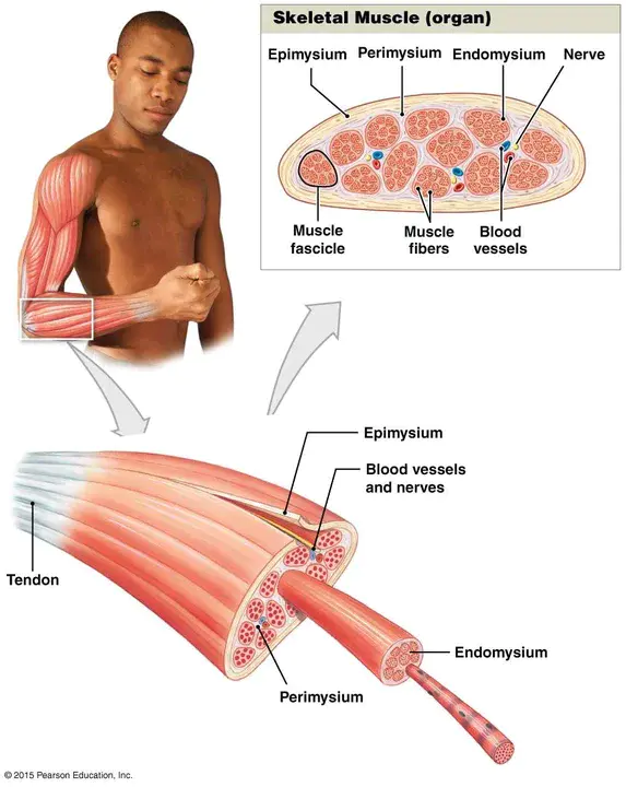 Musculo-Skeletal System : 肌肉骨骼系统