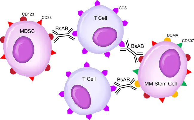 Myeloid Suppressor Cells : 骨髓抑制细胞