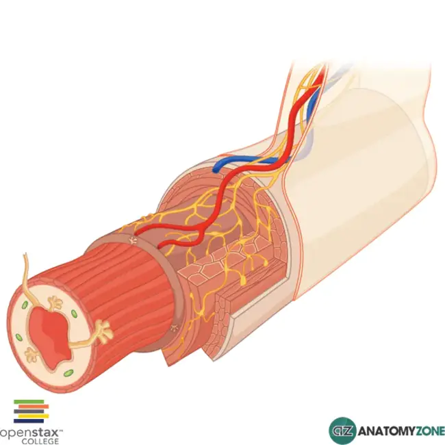 Myenteric Plexus : 髓鞘丛