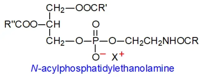 N-acyl phosphatidylethanolamine : N-酰基磷脂酰乙醇胺