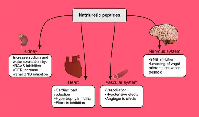 Natriuretic Peptide : 利钠肽
