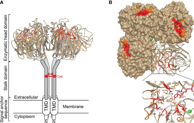 Neuraminidase Inhibition : 神经氨酸酶抑制