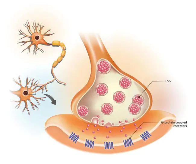 neuropeptide gamma : 神经肽γ