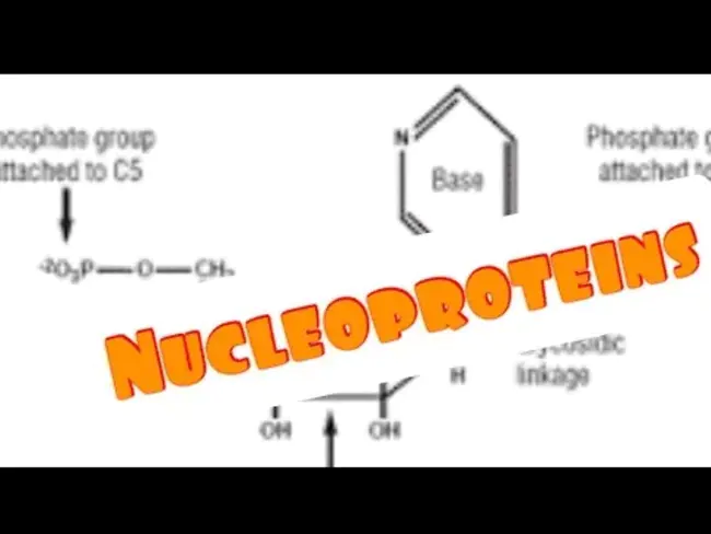 nucleoprotein complex : 核蛋白复合物