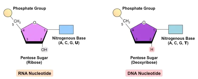 Nucleoside Phosphorylase : 核苷磷酸化酶