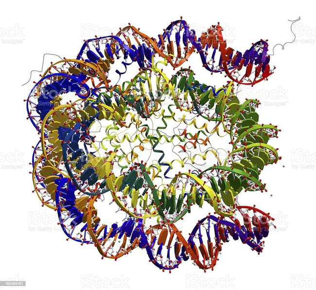 Nucleosome Repeat Length : 核小体重复长度