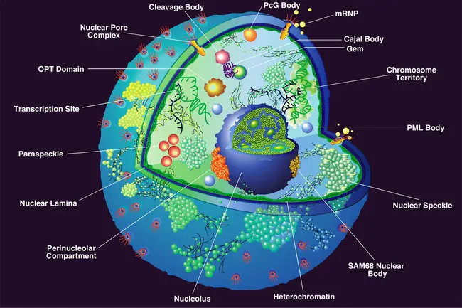 Nucleus Interpositus : 棘间核