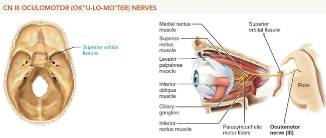 oculomotor nucleus : 动眼神经核