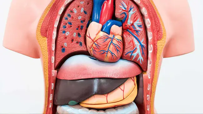 Organ Dysfunction : 器官功能障碍