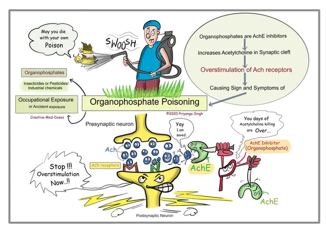 organophosphate pesticides : 有机磷酸酯杀虫剂