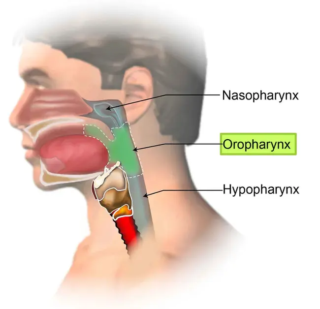 OroPharyngeal : 口咽的