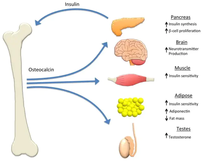 osteocalcin : 骨钙素