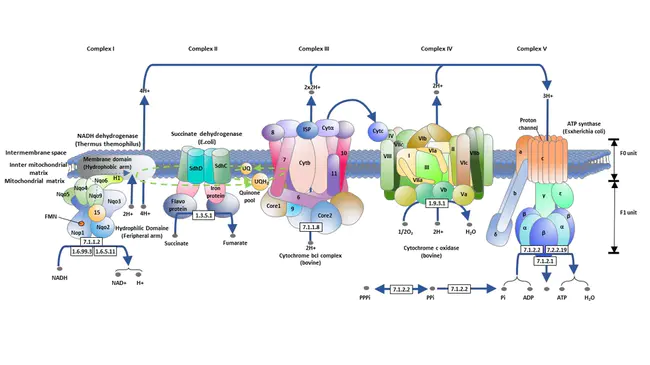 Oxidative Phosphorylation : 氧化磷酸化