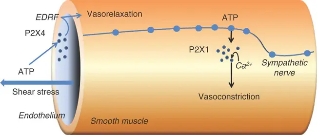 P receptor : P受体