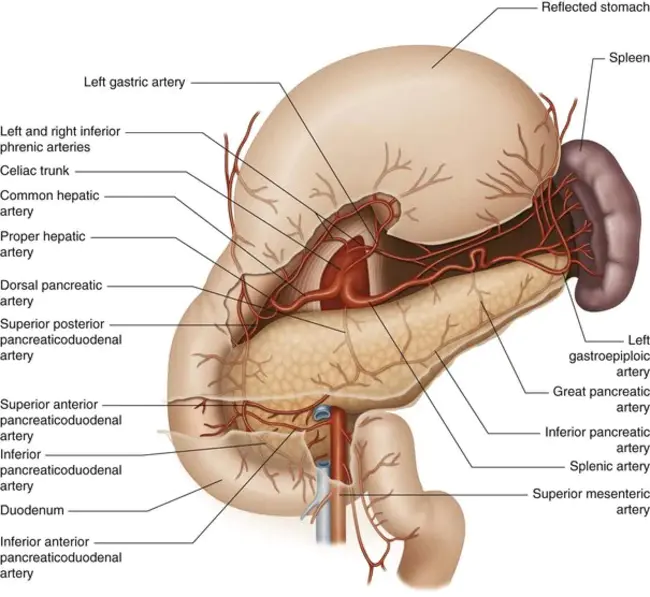 pancreaticoduodenal resection : 胰十二指肠切除术