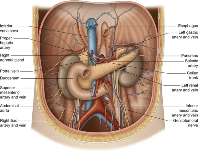 pancreaticoduodenal transplantation : 胰十二指肠移植