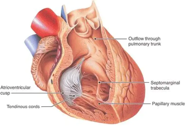 Papillary Muscle : 乳头肌