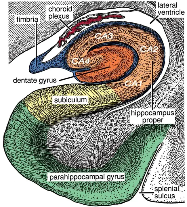 parahippocampal cortex : 海马旁皮质
